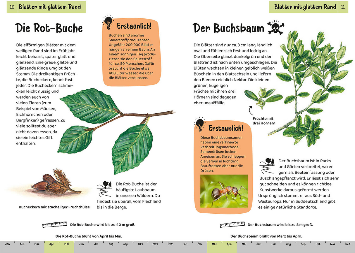 Welcher Baum ist das? Kindernaturführer - Blätter mit glattem Rand
