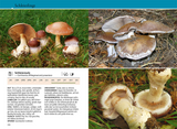 Welcher Pilz ist das? - Schleierlinge