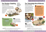 Welcher Pilz ist das? Kindernaturführer - Pilzarten