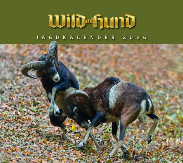 wild und hund wandkalender 2026
