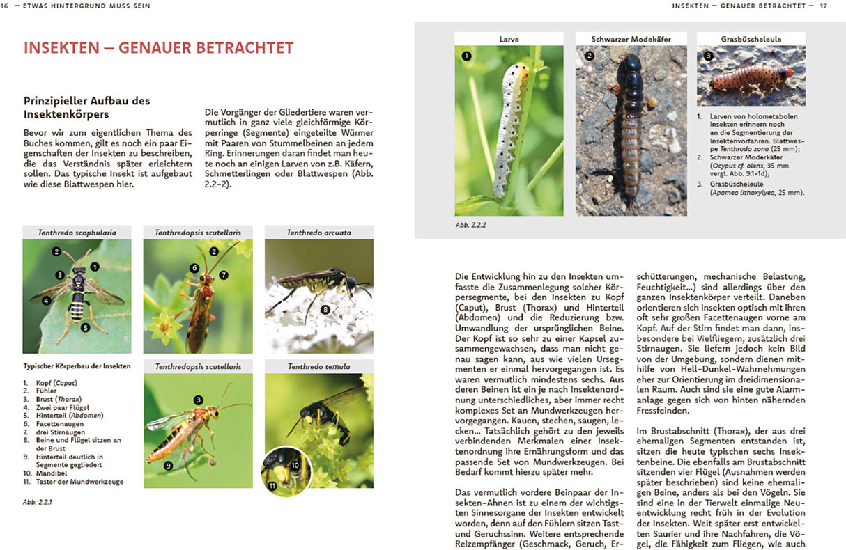 Wildbienen haben es auch nicht leicht - Innenansicht 1