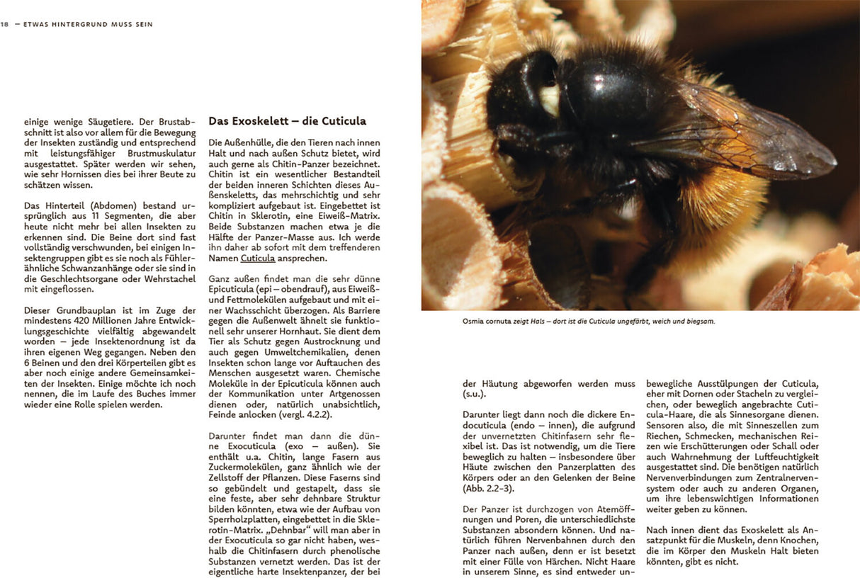 Wildbienen haben es auch nicht leicht - Innenansicht 2