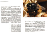 Wildbienen haben es auch nicht leicht - Innenansicht 2