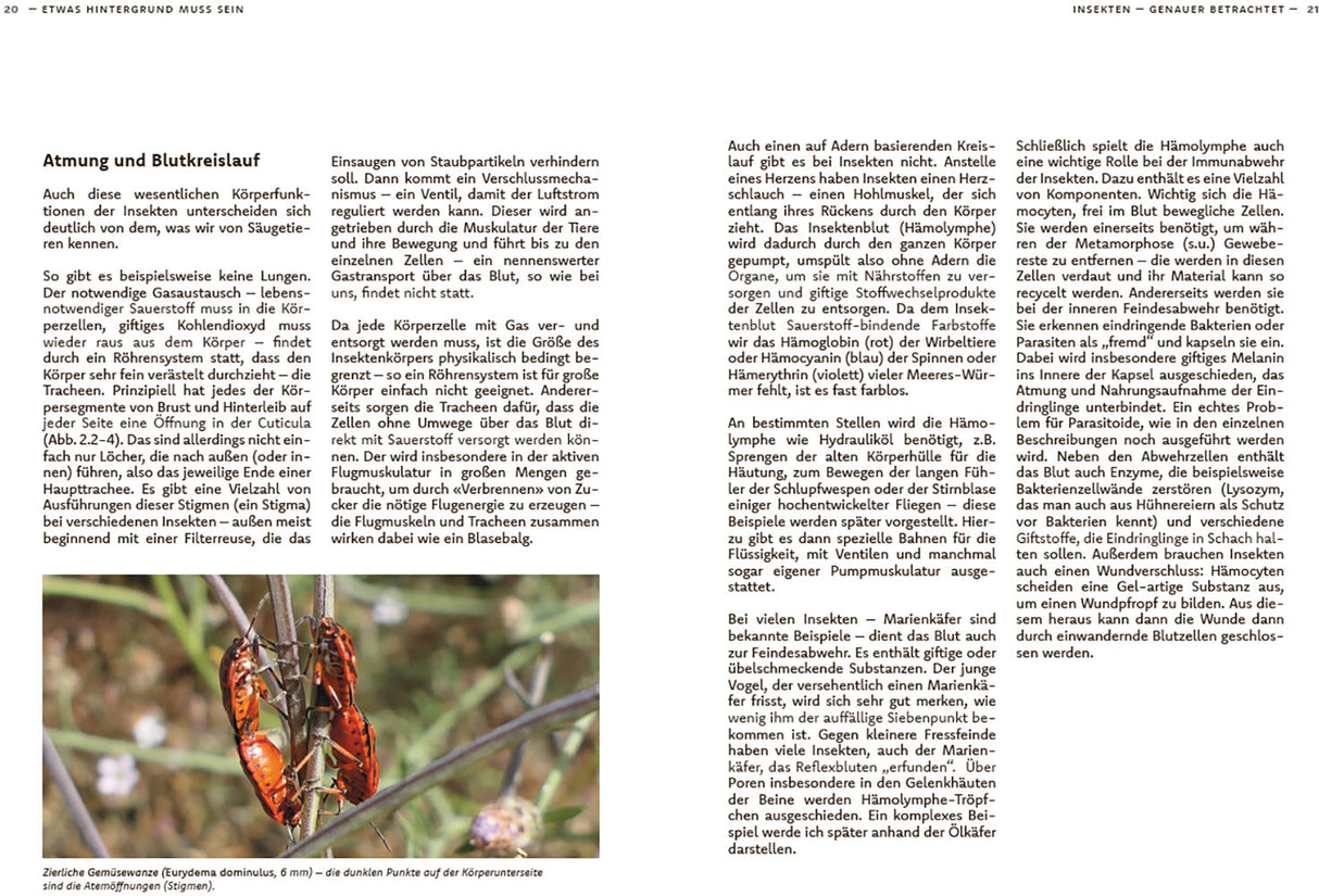 Wildbienen haben es auch nicht leicht - Innenansicht 3