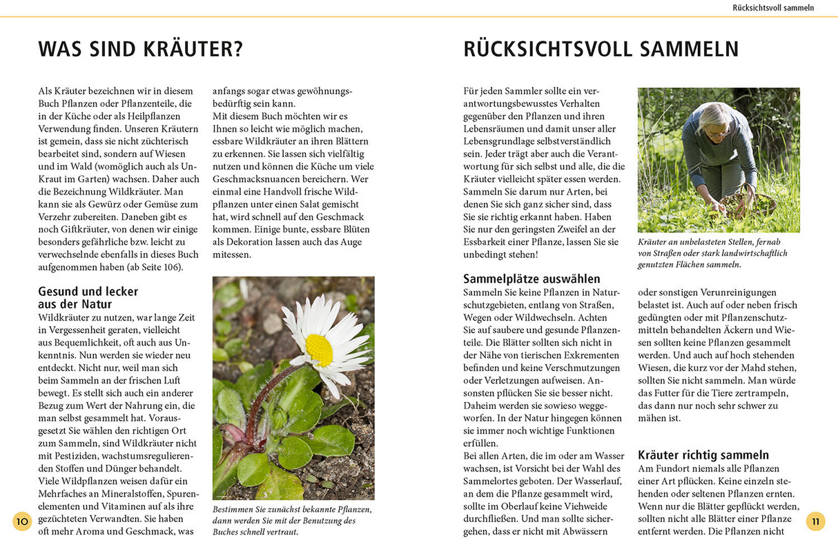 Wildkräuter am Blatt erkennen - Rücksichtsvoll sammeln