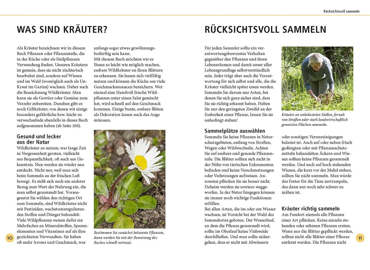 Wildkraeuter Buch Innenansicht