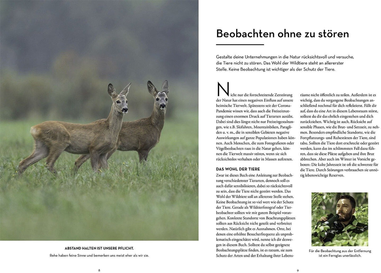 Rehe beobachten in der Natur