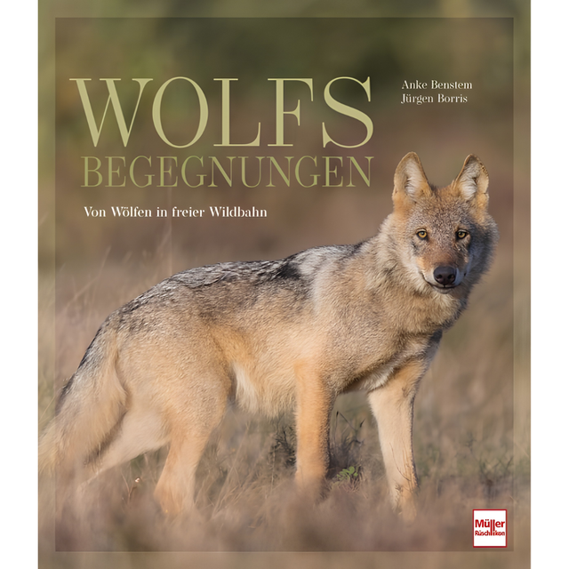 Wolfsbegegnungen - Von Wölfen in freier Wildbahn
